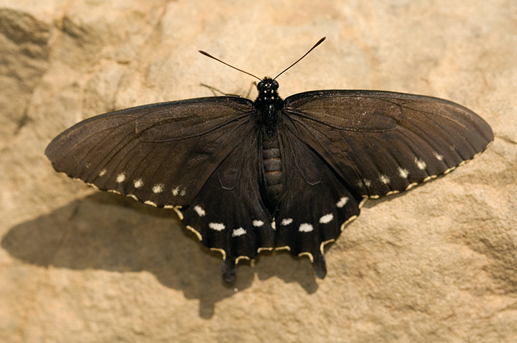 Pipevine_Swallowtail_X4410