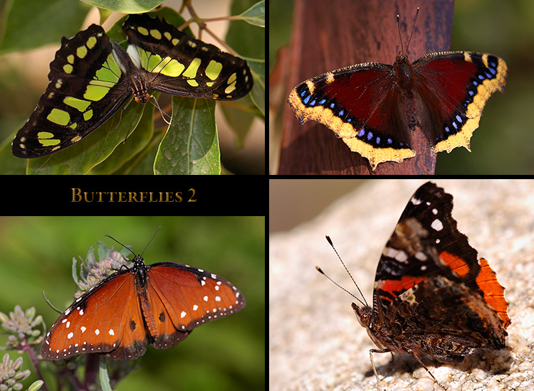 Butterflies_2
