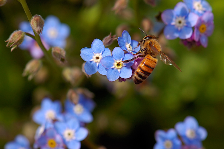 Forget-me-Not_withBee_HS8761