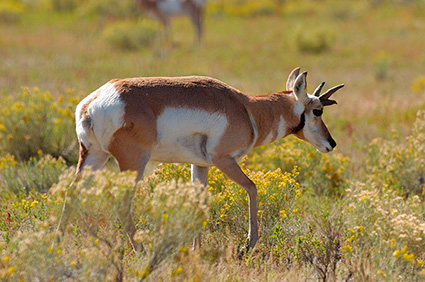 Pronghorn_YoungMale_LowerMammoth_7625