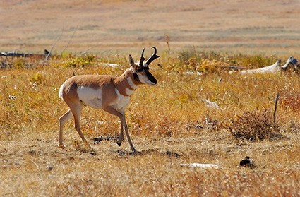 Pronghorn_LamarValley_0568