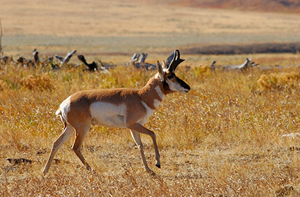 Pronghorn_LamarValley_0570