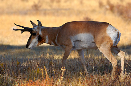 Pronghorn_LamarValley_0915