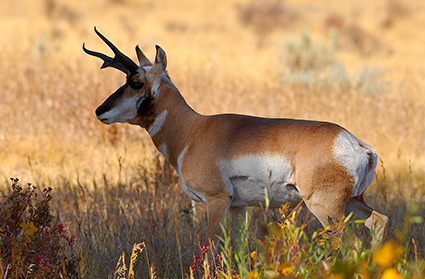 Pronghorn_LamarValley_0919