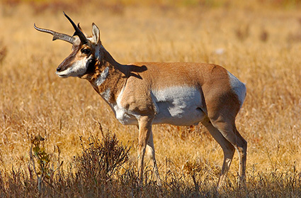 Pronghorn_LamarValley_0960