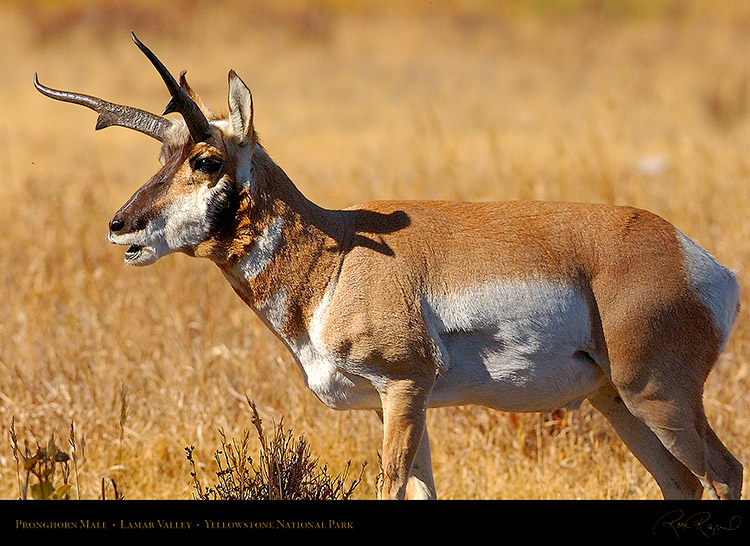 Pronghorn_LamarValley_0961
