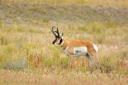 Pronghorn_NorthEntrance_Yellowstone_0160