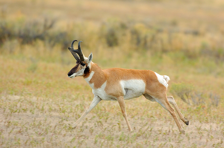 Pronghorn_NorthEntrance_Yellowstone_0213