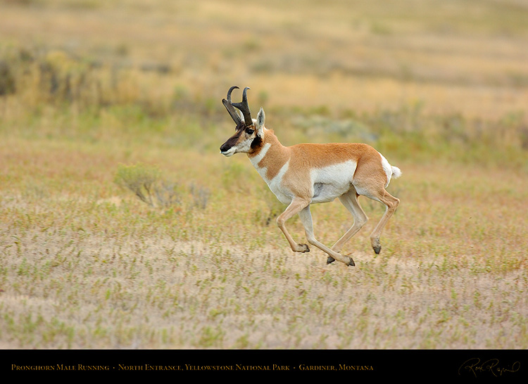 Pronghorn_NorthEntrance_Yellowstone_0211