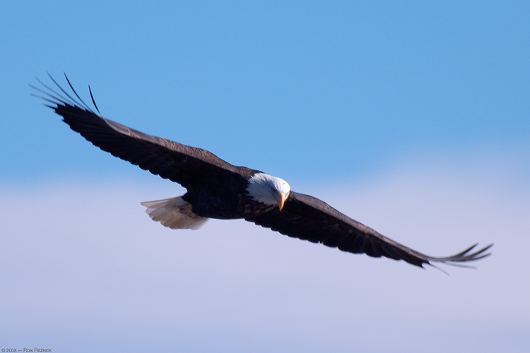 BaldEagle_X9008