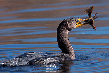 Cormorant_wPrey_HS2986