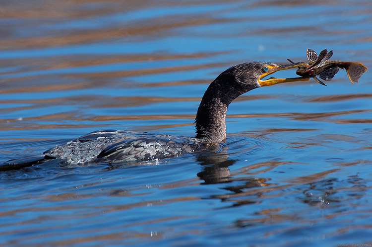 Cormorant_wPrey_HS3009 Cormorant_wPrey_HS3009