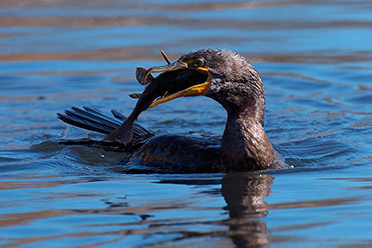 Cormorant_wPrey_HS3027