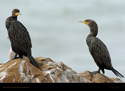 Cormorants_Hwy1_3868