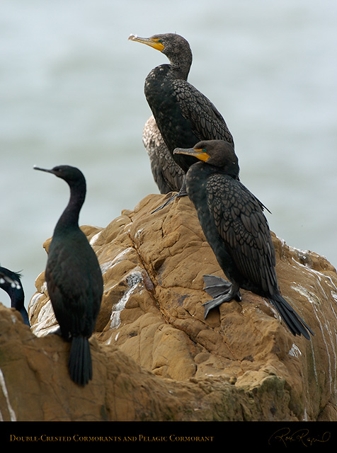 Cormorants_Hwy1_3875