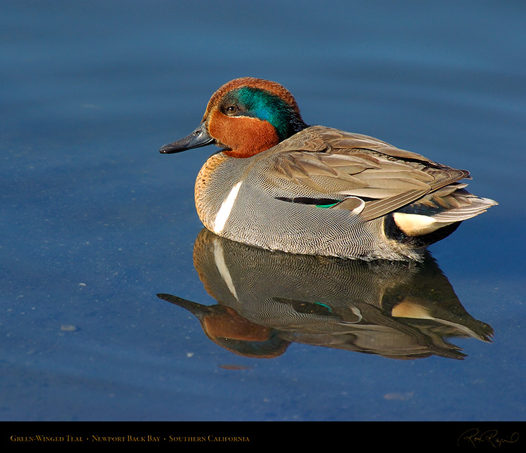 Green-WingedTeal_4134M