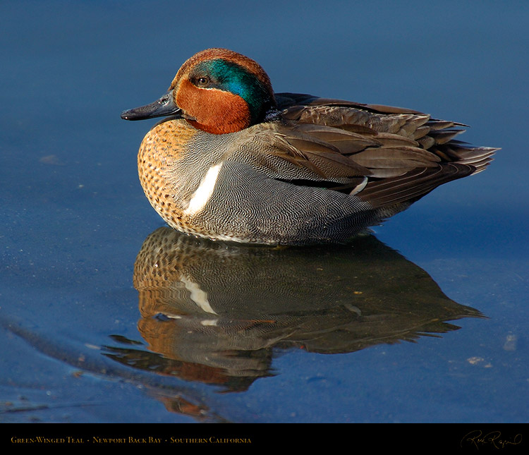 Green-WingedTeal_4146M