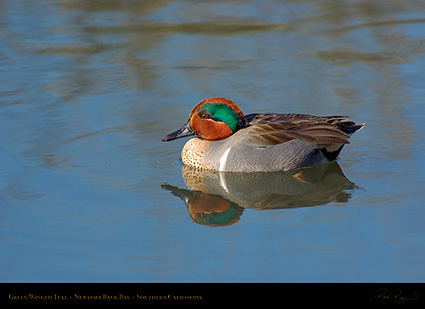 Green-Winged_Teal_4124c