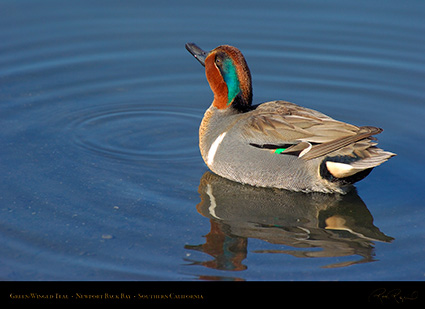 Green-Winged_Teal_4129