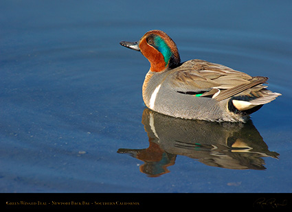 Green-Winged_Teal_4132