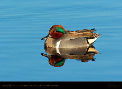 Green-Winged_Teal_4371c
