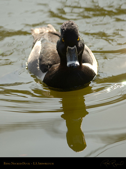 Ring-Necked_Duck_0106