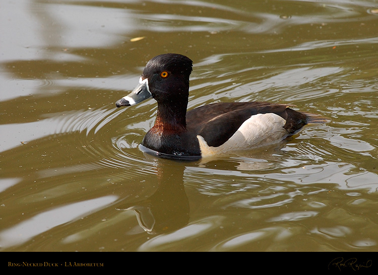 Ring-Necked_Duck_0813
