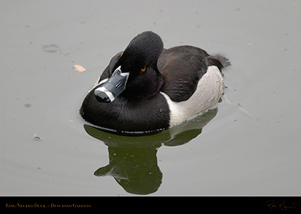 Ring-Necked_Duck_8920