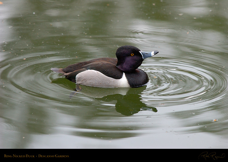 Ring-Necked_Duck_8932