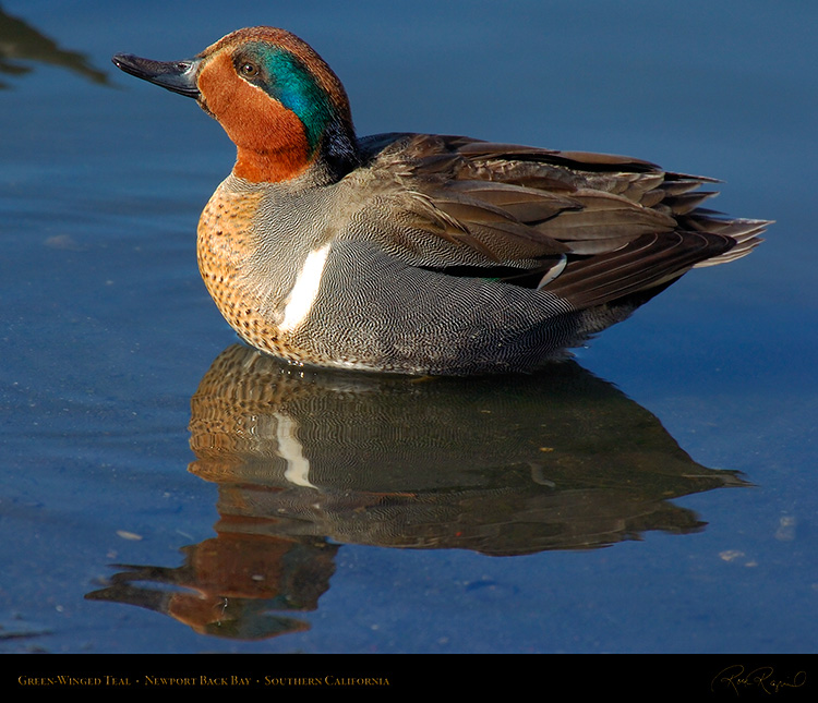 Green-WingedTeal_4143M