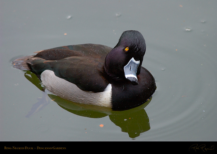 Ring-Necked_Duck_8925