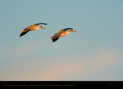 SnowGeese_SunsetFly-in_5910
