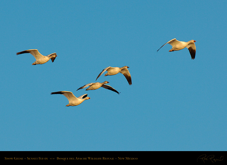 SnowGeese_SunsetFly-in_X9132