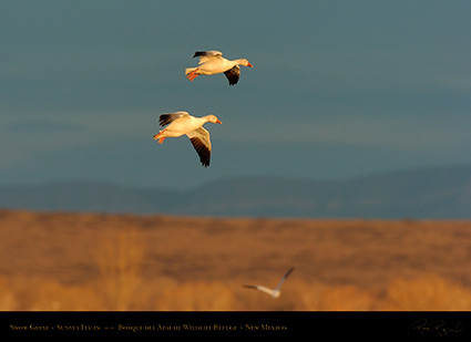 SnowGeese_SunsetFly-in_6907