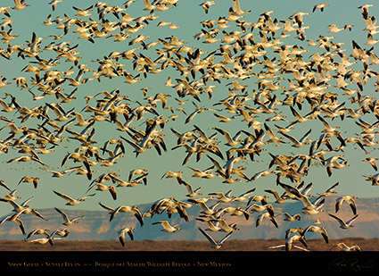 SnowGeese_SunsetFly-in_3074