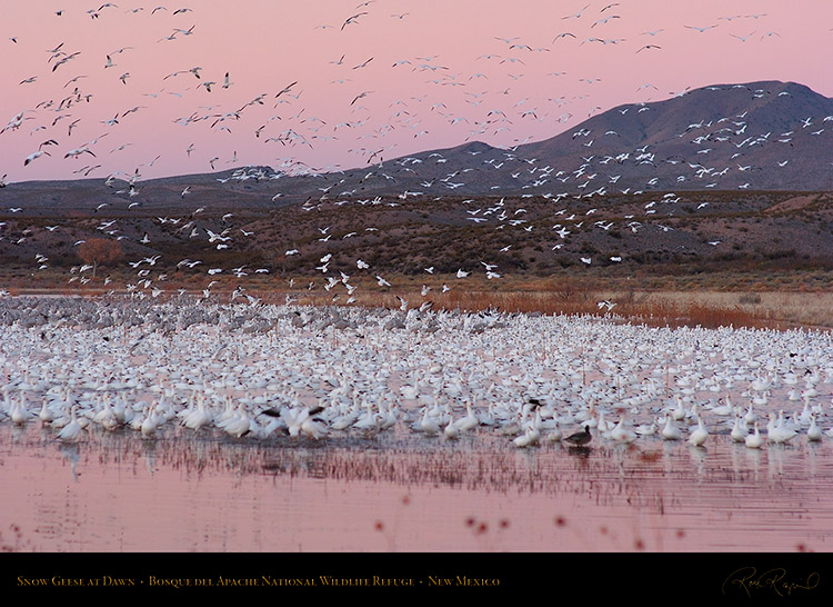 SnowGeese_atDawn_3020