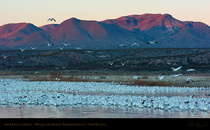 SnowGeese_atDawn_6417_16x9