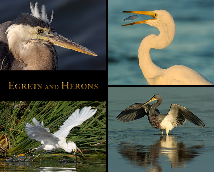 Egrets_Herons