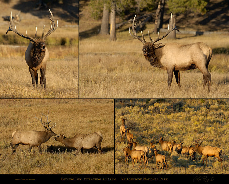 Bugling_Elk
