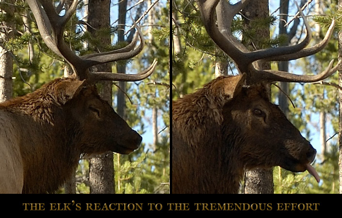 ElkReaction