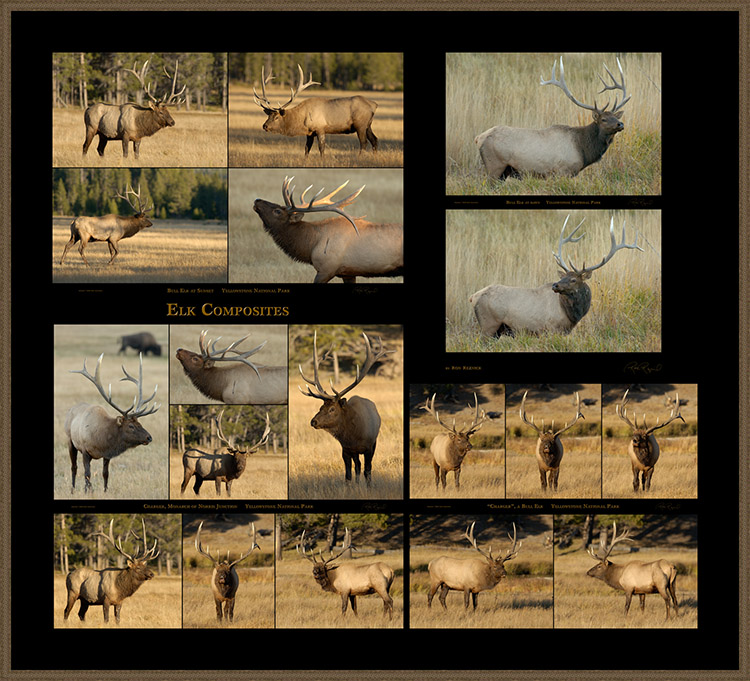 Elk_Composites
