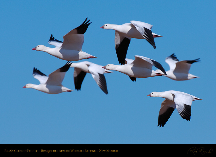 Ross'sGeese_inFlight_X3798