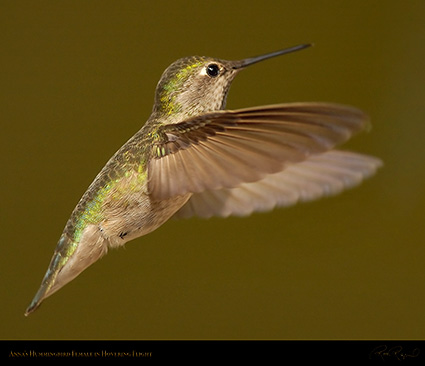 Annas_Hummingbird_Female_1223M