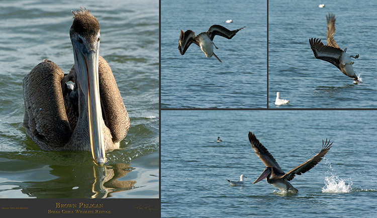 BrownPelican BrownPelican