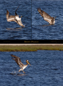 BrownPelican2