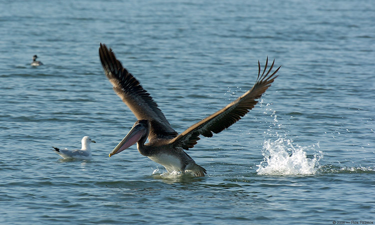 BrownPelicanTakeoff_3631 BrownPelicanTakeoff_3631