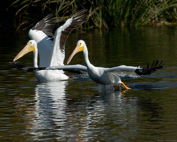 PelicanTakeoff_1292