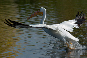 PelicanTakeoff_1317