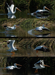 PelicanTakeoff_SepulvedaWR