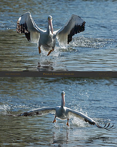 PelicanTakeoff_head-on